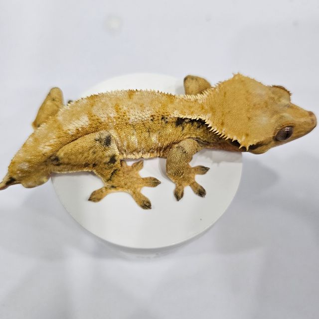 트라이
