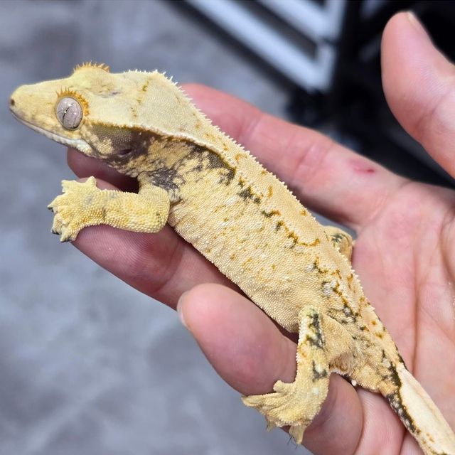 화이트스팟 드리피