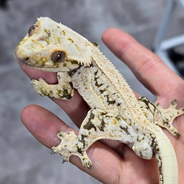 쿼드 화이트스팟