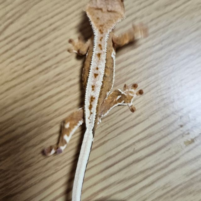 릴리화이트 풀핀