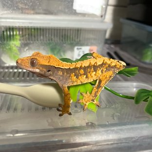 텐저린 트라이 익스트림할리퀸