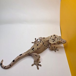 슈퍼달마시안
