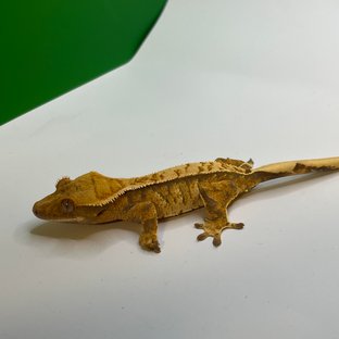 노멀 트라이 익스트림할리퀸