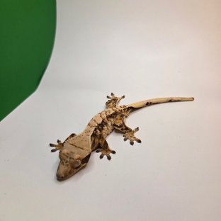 노멀 트라이 익스트림할리퀸