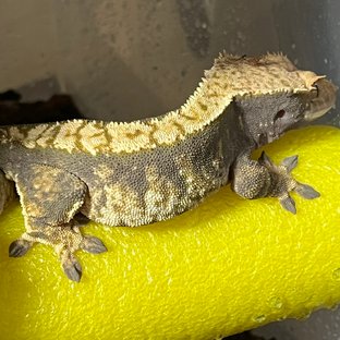 노멀 트라이 익스트림할리퀸