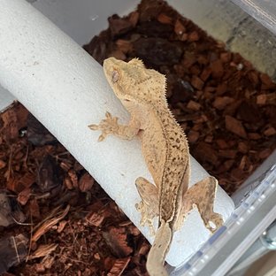 옐로우 브린들 스트로베리