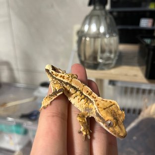 노멀 트라이 익스트림할리퀸