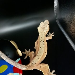 레드 달마시안 슈퍼달마시안