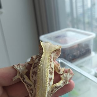 릴리화이트