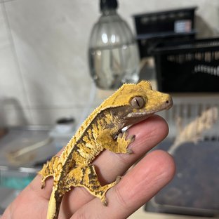 노멀 트라이 화이트핀