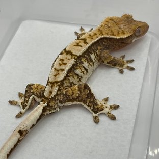 노멀 트라이 익스트림할리퀸