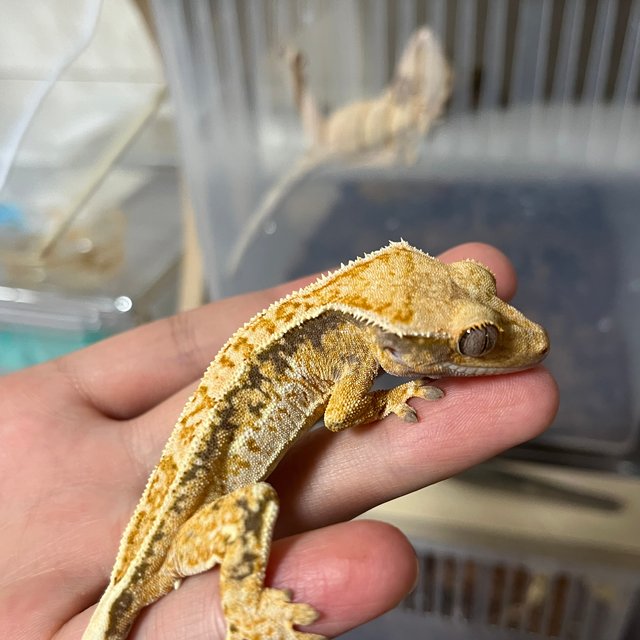 노멀 쿼드 드리피 화이트스팟