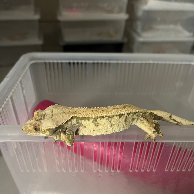 노멀 드리피 화이트스팟