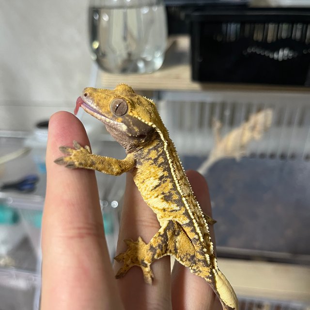 노멀 트라이 화이트핀