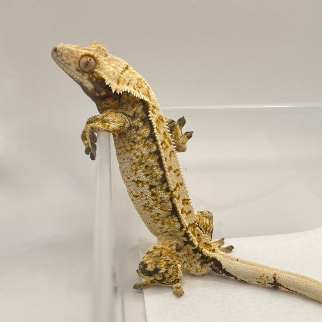 노멀 트라이 익스트림할리퀸