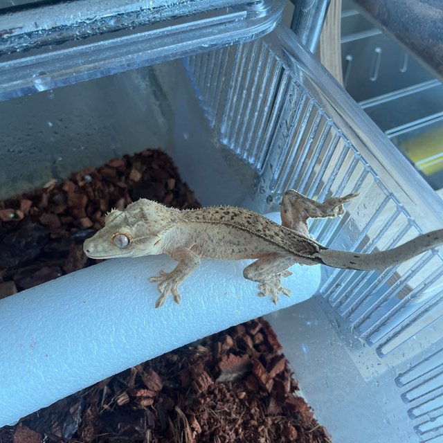 옐로우 브린들 스트로베리