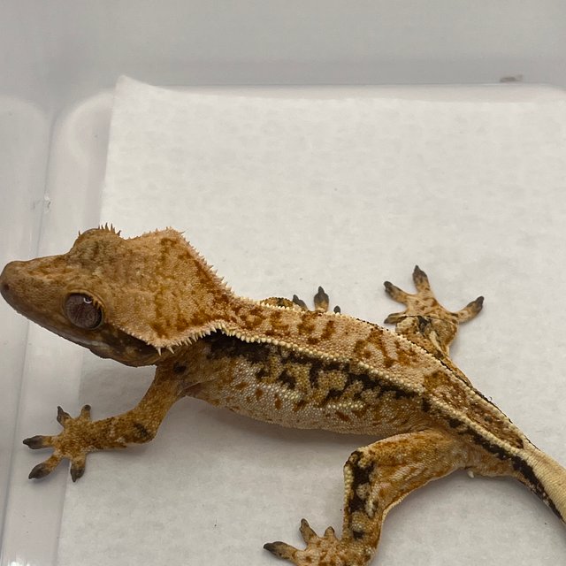 노멀 쿼드 드리피 화이트스팟