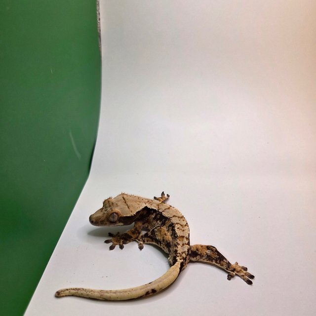 노멀 트라이 익스트림할리퀸