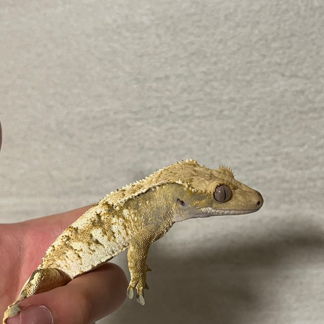 트라이 익스트림할리퀸