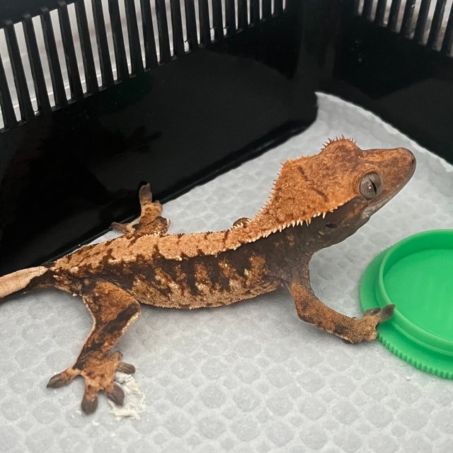 텐저린 트라이 익스트림할리퀸