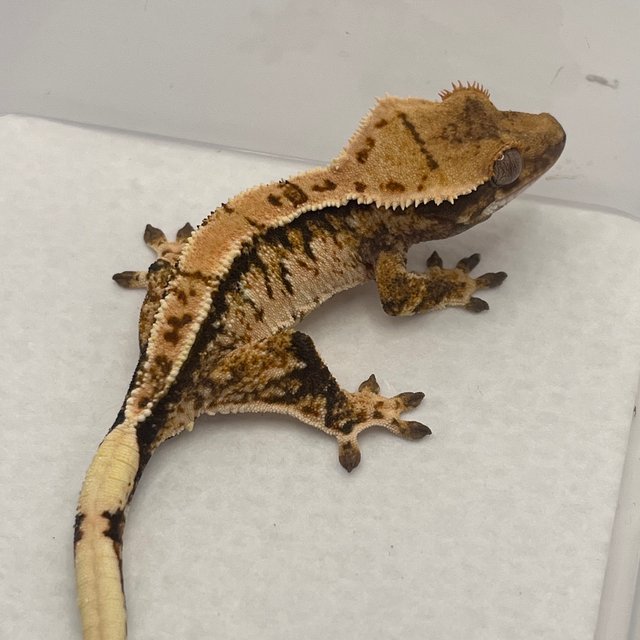 노멀 트라이 익스트림할리퀸