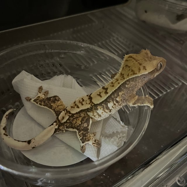 노멀 트라이 익스트림할리퀸