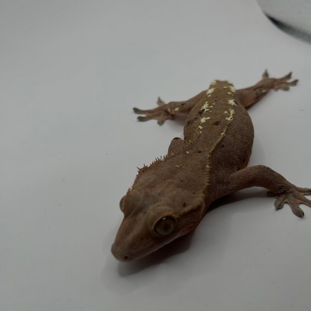 카푸치노 달마시안