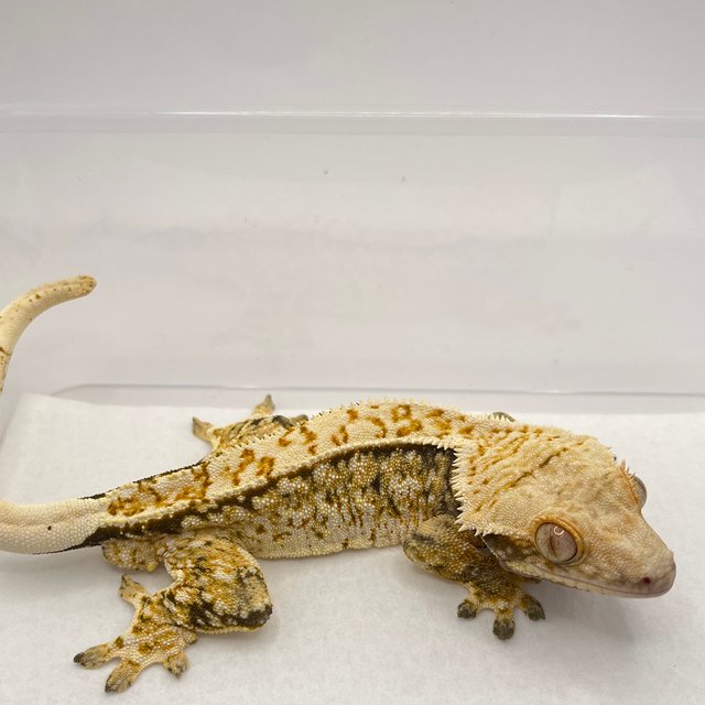 노멀 트라이 익스트림할리퀸