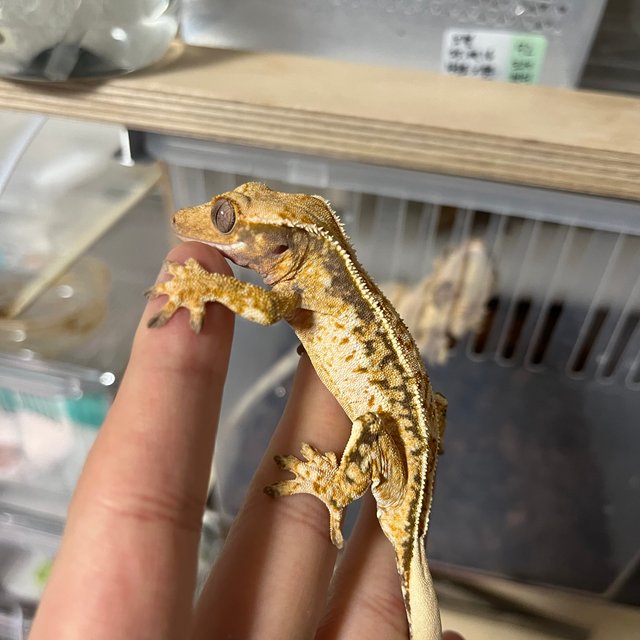 노멀 쿼드 드리피 화이트스팟