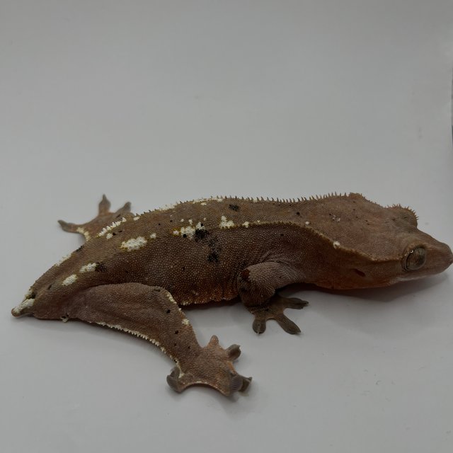 카푸치노 달마시안