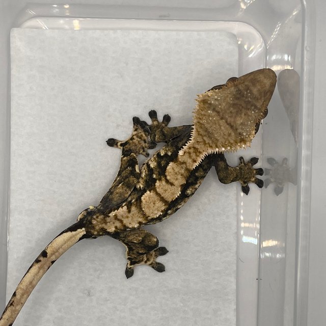 노멀 다크 트라이 익스트림할리퀸 플레임