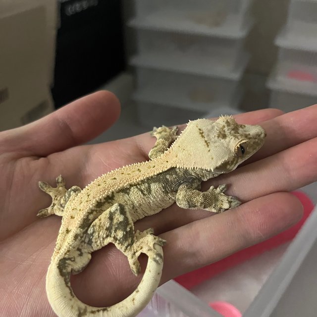 노멀 드리피 화이트스팟