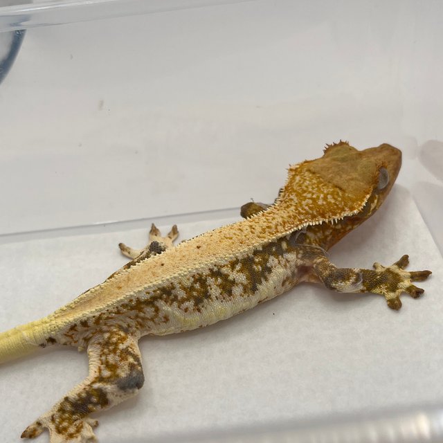 트라이 릴리화이트