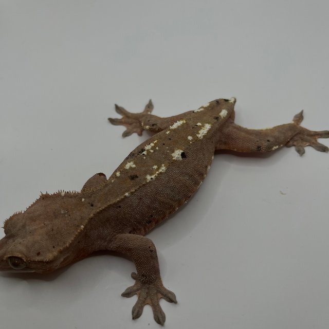 카푸치노 달마시안