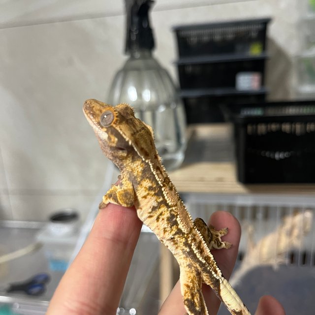 노멀 트라이 익스트림할리퀸