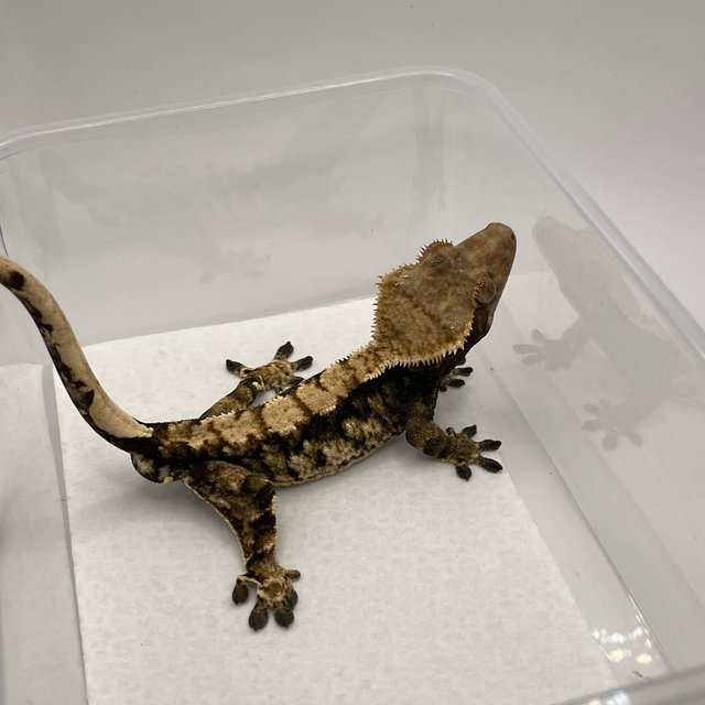 노멀 다크 트라이 익스트림할리퀸 플레임