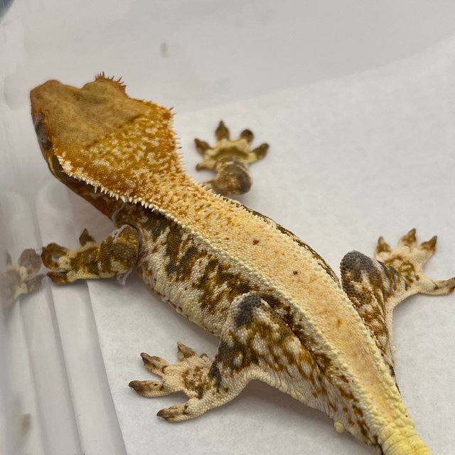 트라이 릴리화이트