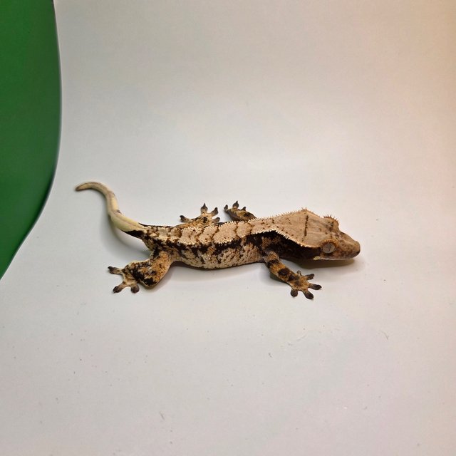 노멀 트라이 익스트림할리퀸