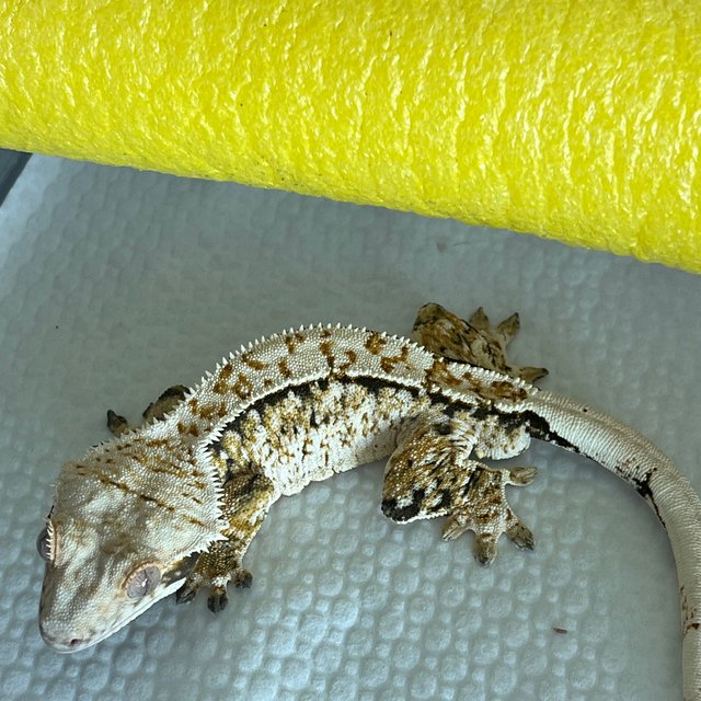 노멀 트라이 익스트림할리퀸