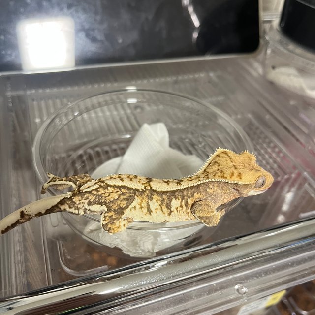 노멀 트라이 익스트림할리퀸