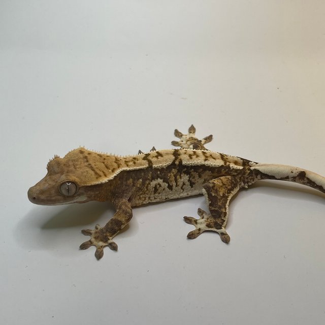 노멀 트라이 익스트림할리퀸