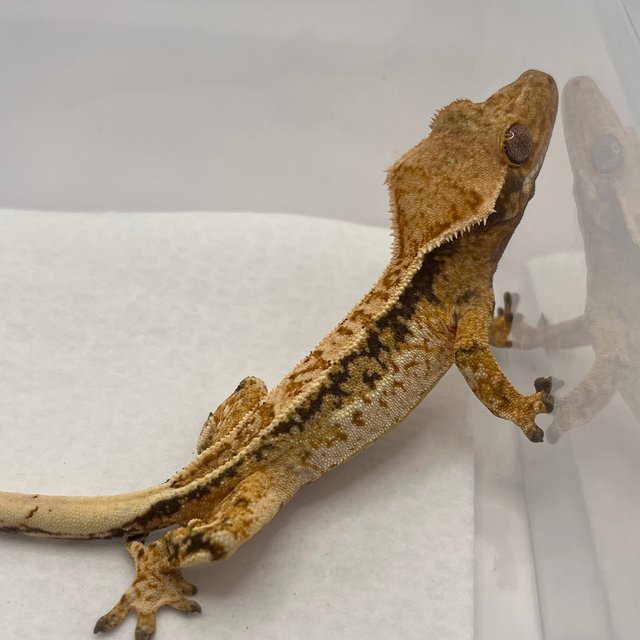 노멀 쿼드 드리피 화이트스팟