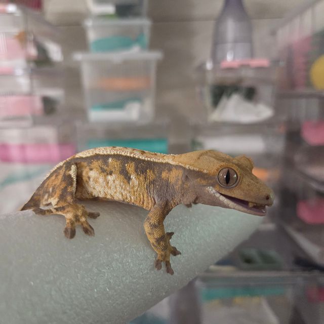 노멀 트라이 익스트림할리퀸