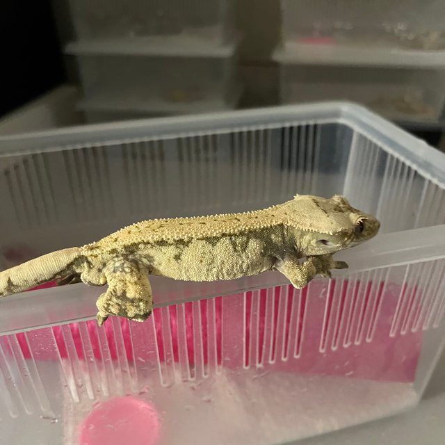 노멀 드리피 화이트스팟