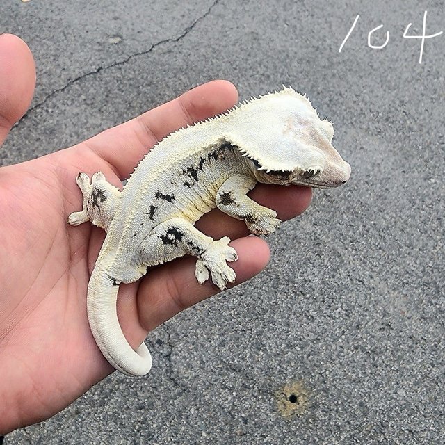 트라이 릴리화이트