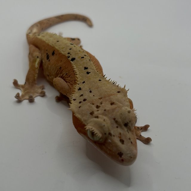 레드 달마시안 슈퍼달마시안