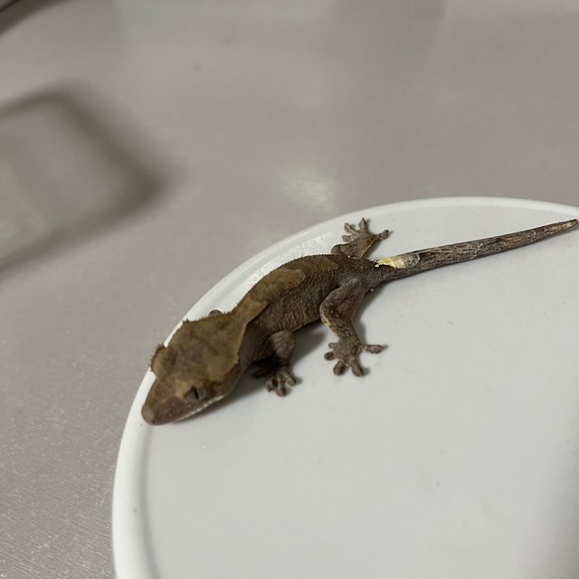 챠콜 카푸치노 팬텀