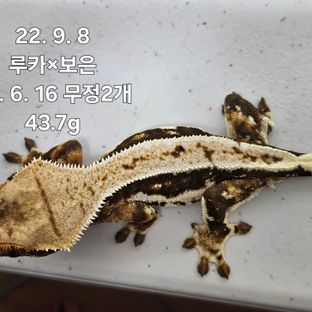 릴리화이트