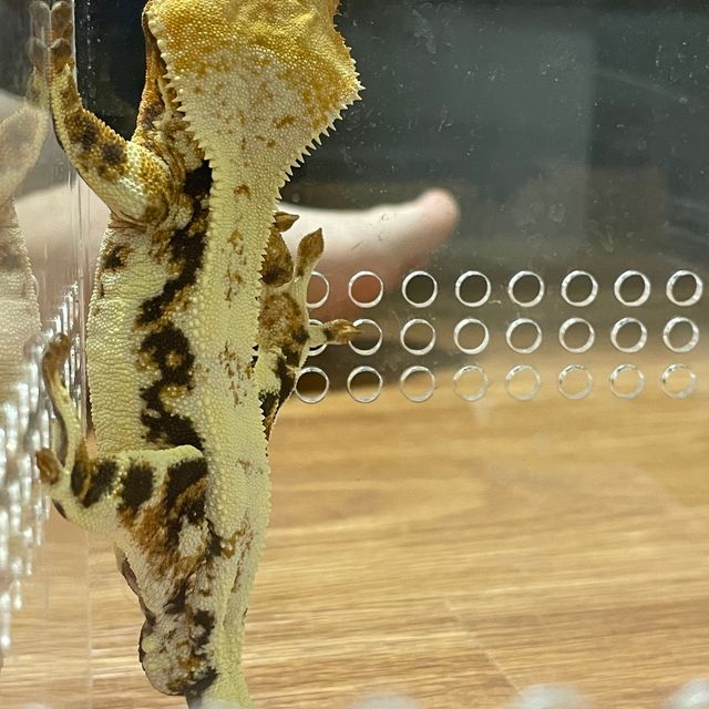 릴리화이트 트라이 익스트림할리퀸
