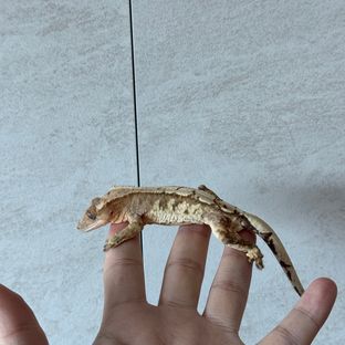 크림 크림시클 옐로우 드리피